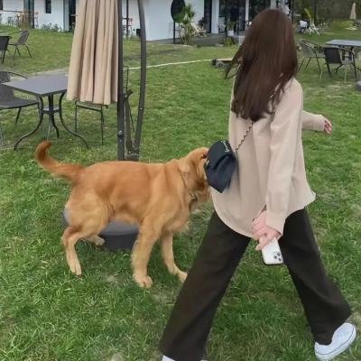 小王国的爱情